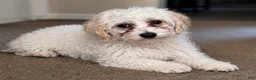Maltipoo dogs for sale: Maltipoo 1 - Ad 1