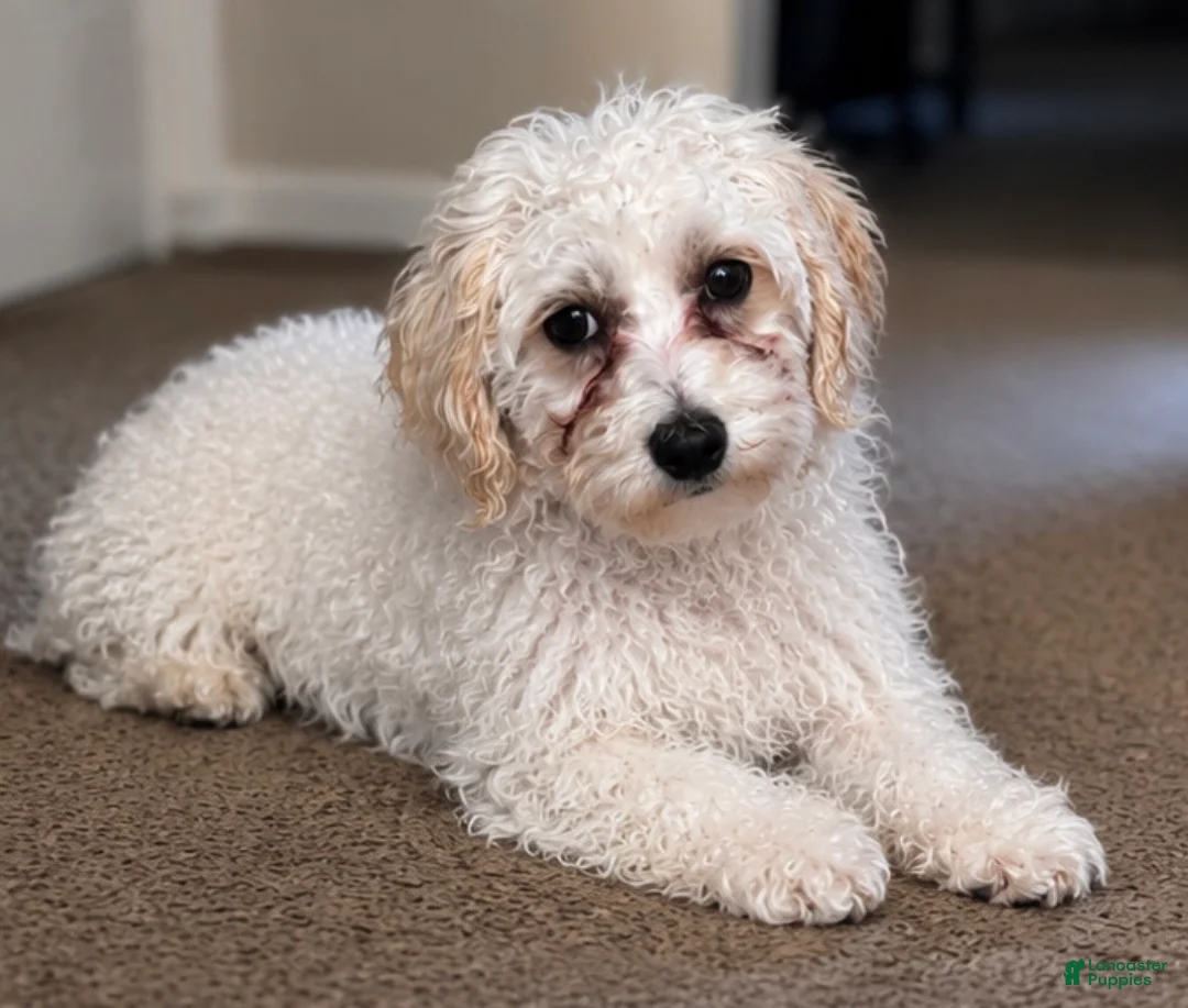 Maltipoo dogs for sale: Maltipoo 1 - Ad 1
