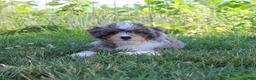 Mixed Breed dogs for sale: 🧬 STUD PROSPECT! EE ky/ky at/at DD FF 🧪 100% Embark Tested - Ad 3