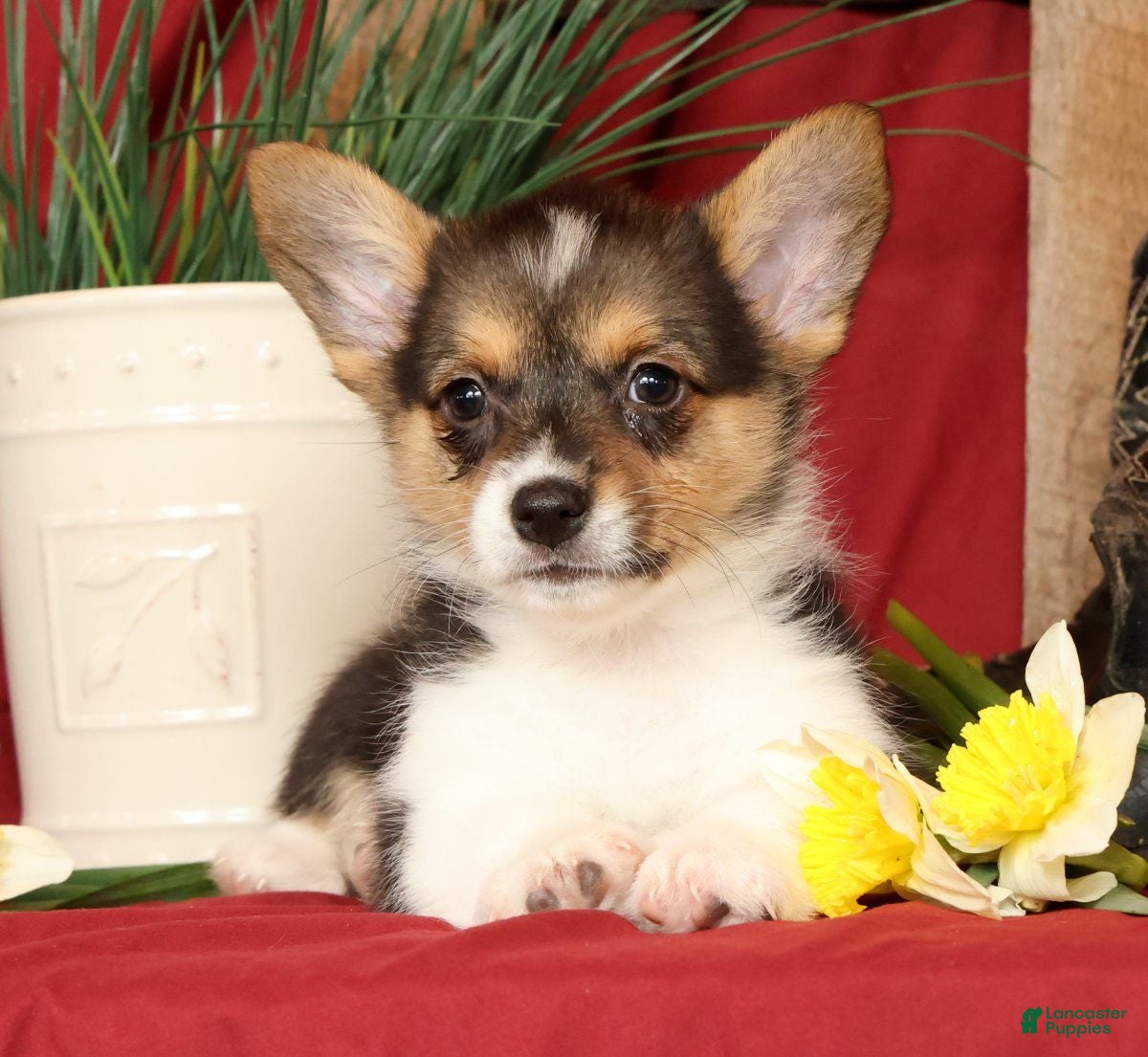 Welsh Corgi Pembroke dogs Debbie Genetic Clear - Ad 2