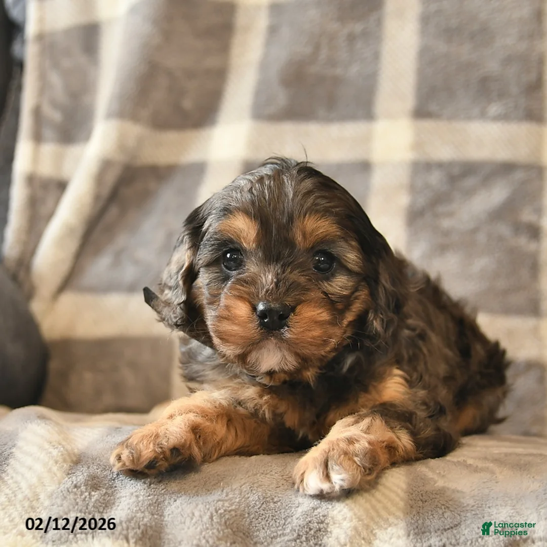 Cavapoo dogs for sale: Cocoa  - Ad 3