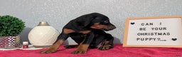 Doberman Pinscher dogs for sale: Lucy  - Ad 9