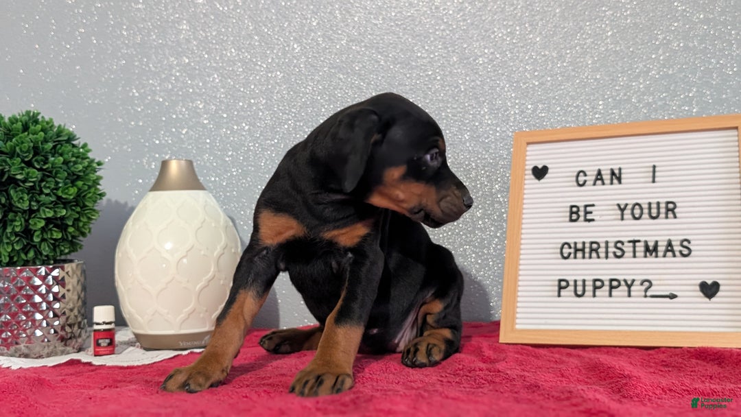 Doberman Pinscher dogs for sale: Lucy  - Ad 9