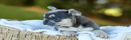 French Bulldog dogs for sale: Denver - Blue & Tan - Ad 15
