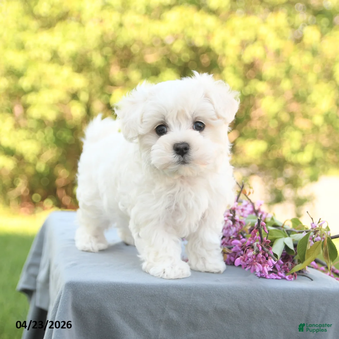 Maltese dogs for sale: London - Ad 1