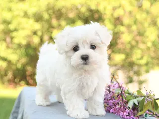 Maltese dogs for sale: London - Ad 1