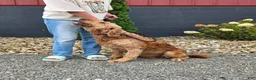 Goldendoodle dogs for sale: Robin - Ad 7