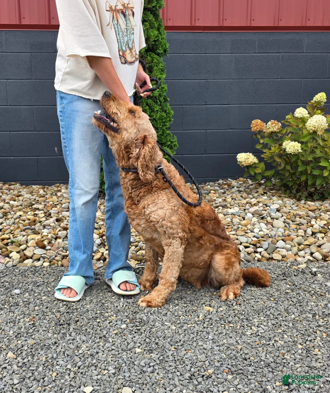 Goldendoodle dogs for sale: Robin - Ad 7