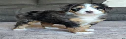 Mini Bernedoodle dogs for sale: Mini Bentley  - Ad 19