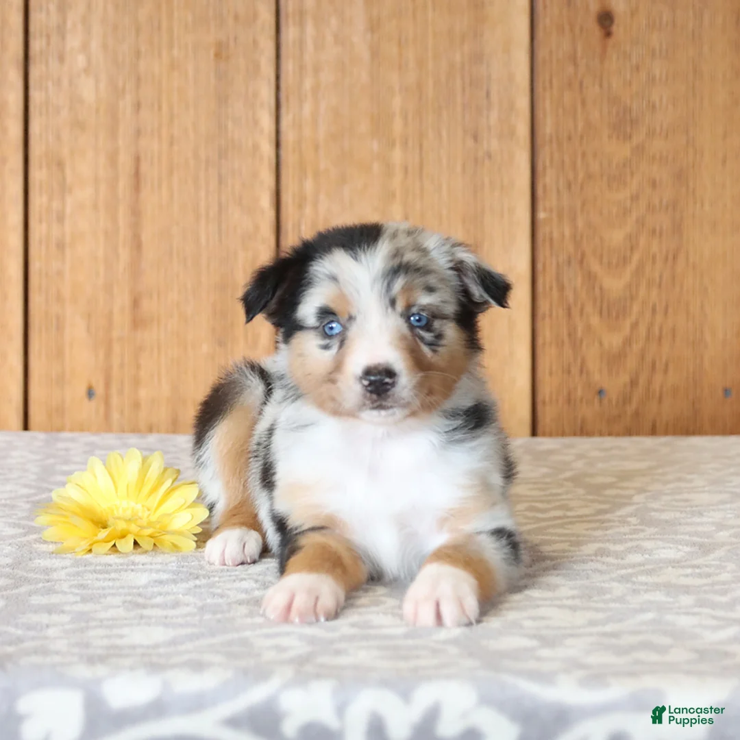Miniature Australian Shepherd dogs for sale: Daisy - Ad 4