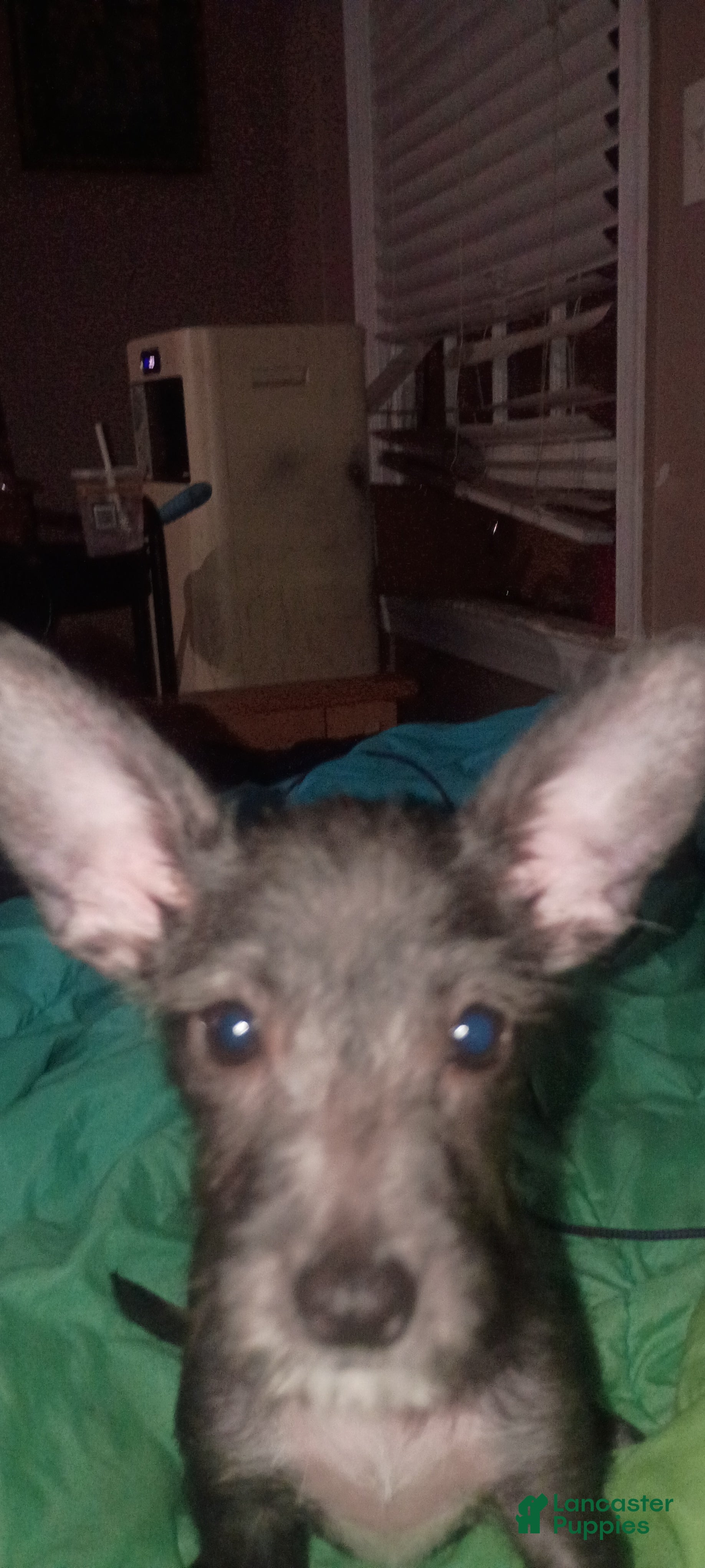 Chiweenie dogs Chiweenie 4 - Ad 1