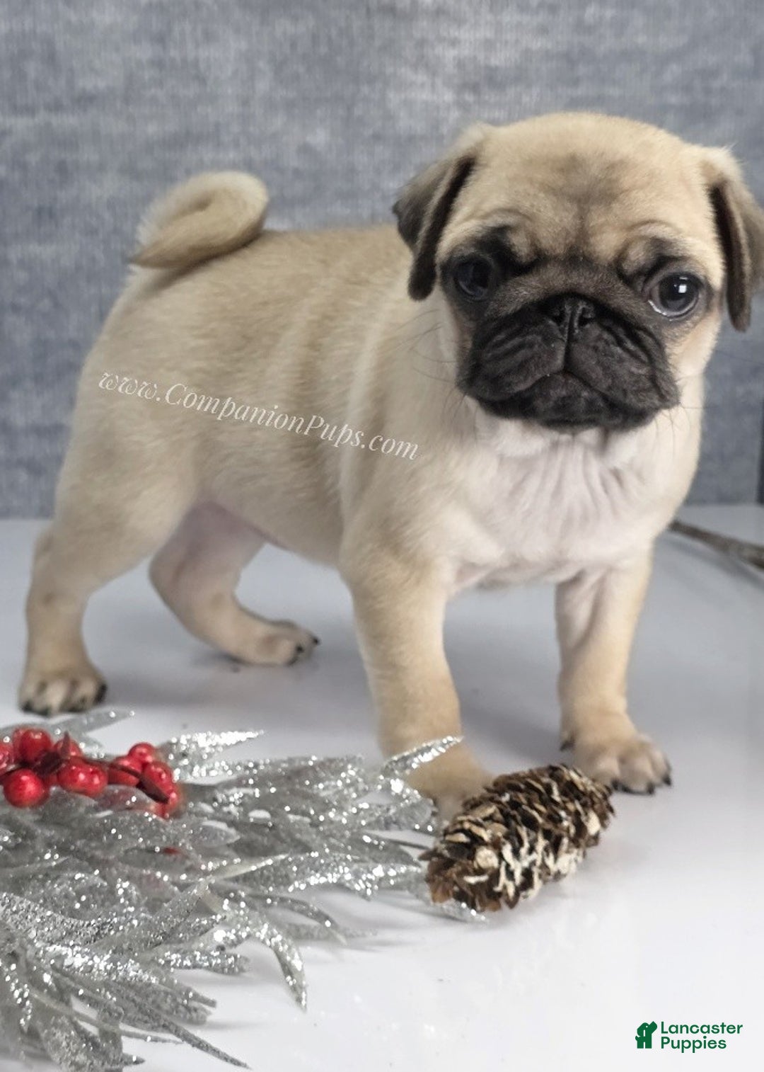 Pug dogs for sale: Marie Soft, Sweet, Playful Pug Pup! Great Christmas Present! - Ad 8