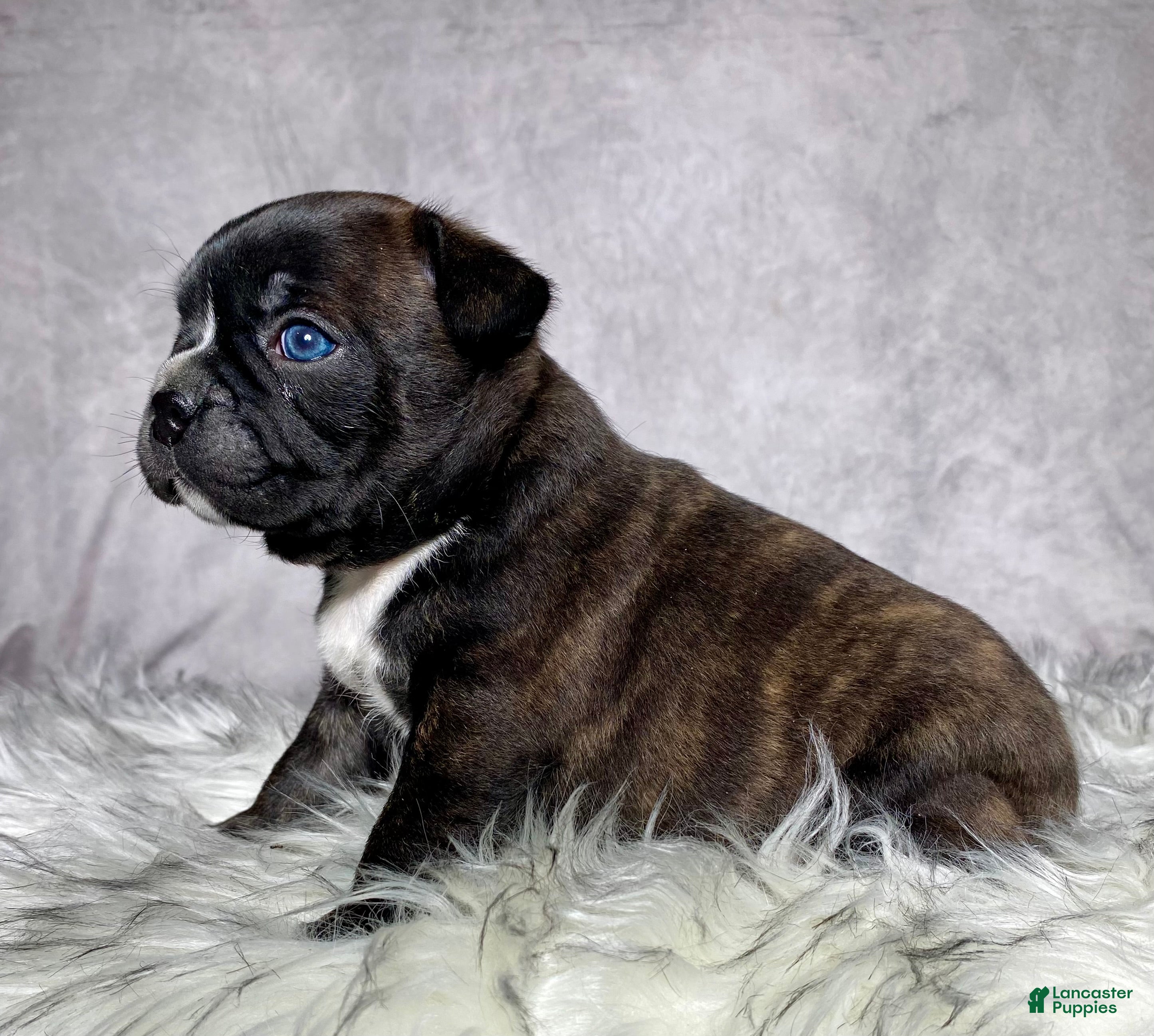 Mixed Breed dogs Mr Frankie  - Ad 2