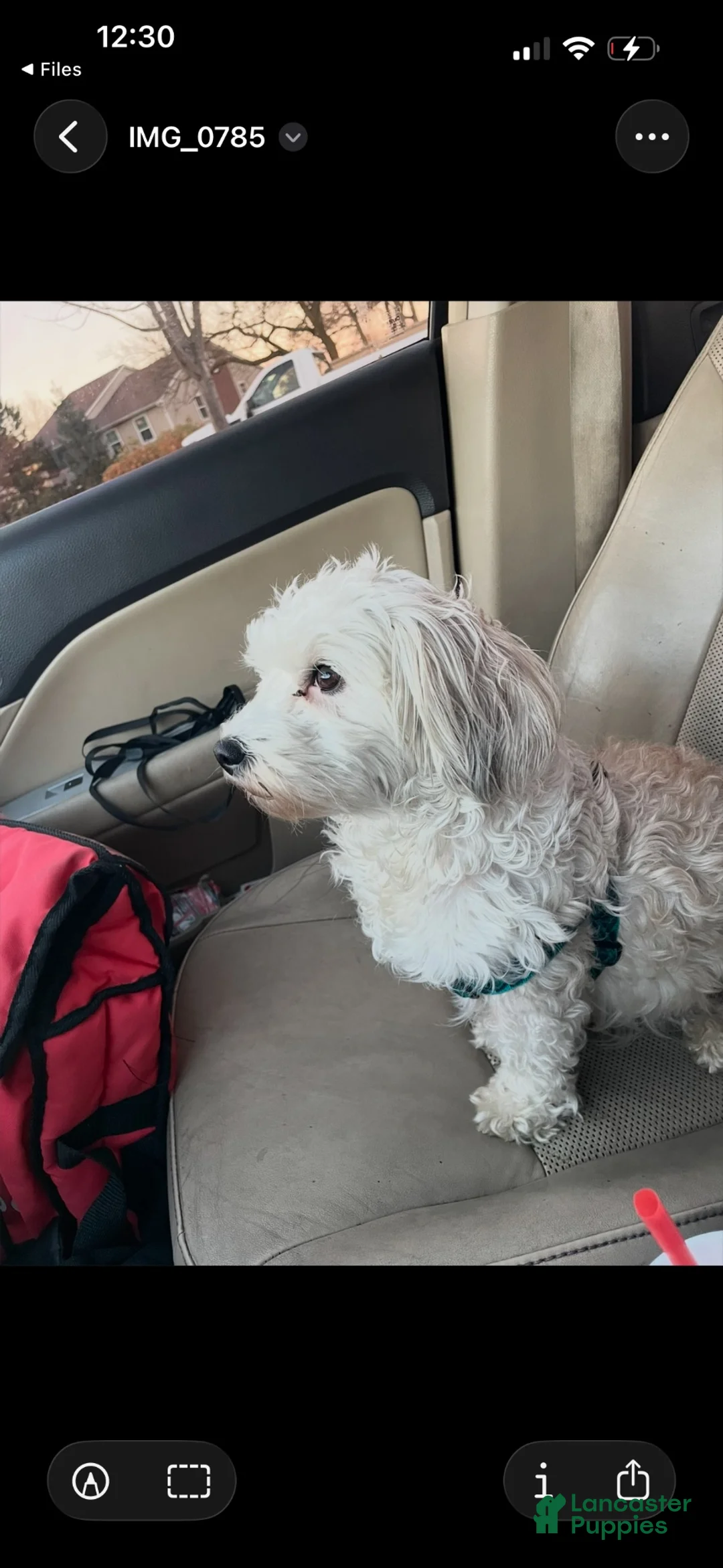 Maltese dogs for sale: Maltese 1 - Ad 2