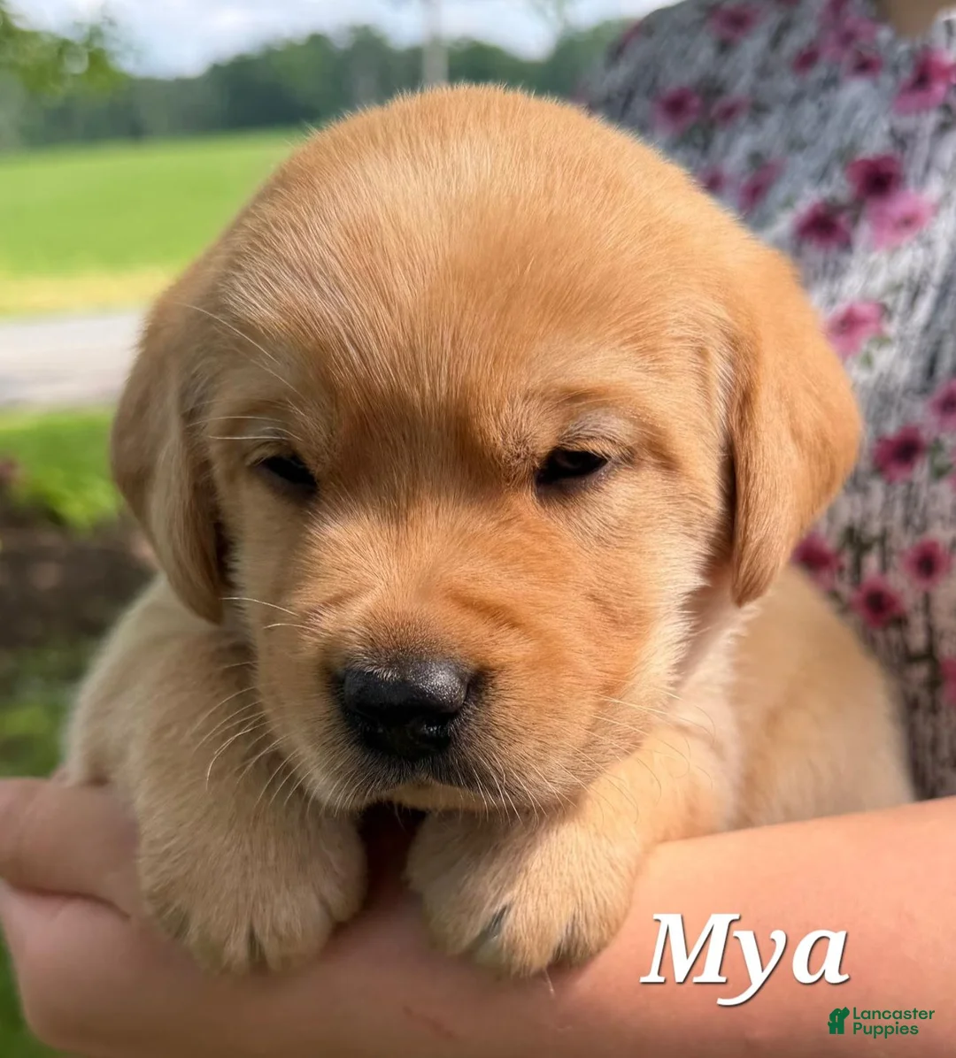 Labrador Retriever dogs for sale: Mya - Ad 2