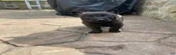 Mixed Breed dogs for sale: Mixed Breed Puppy 2 - Ad 6