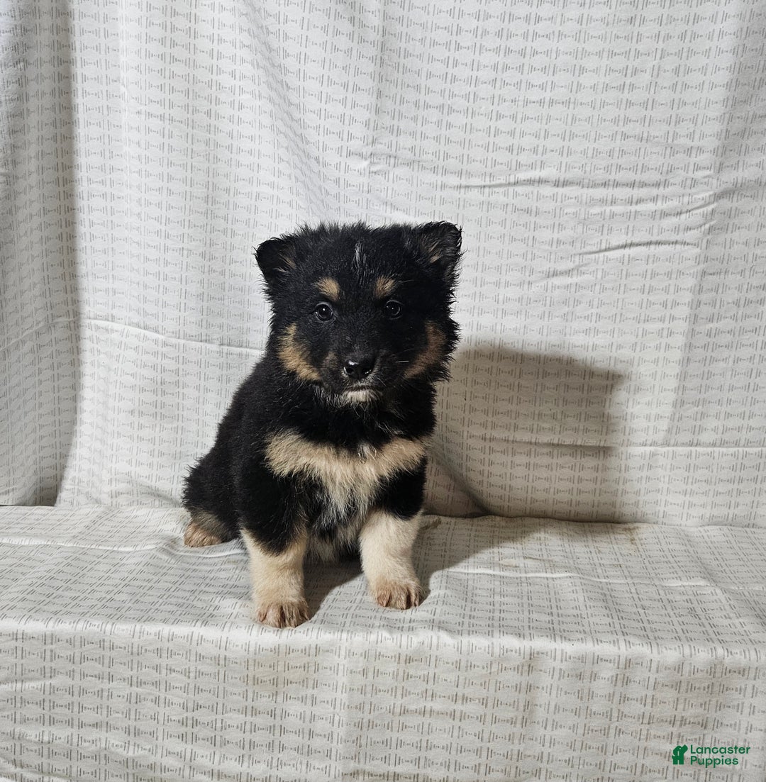 Mixed Breed dogs for sale: Charlie  - Ad 2