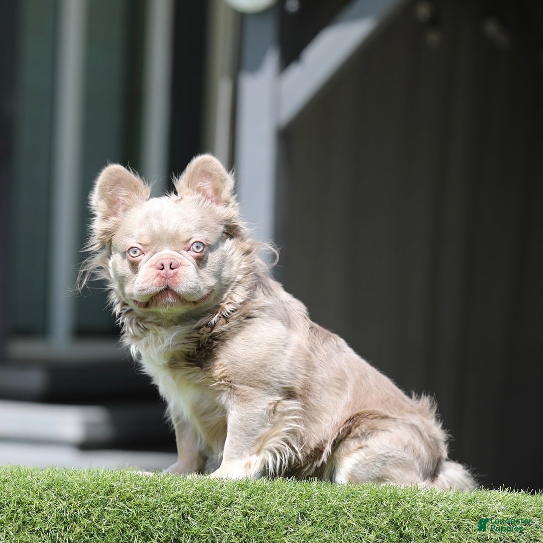 French Bulldog dogs for sale: French Bulldog Puppy 2 - Ad 2