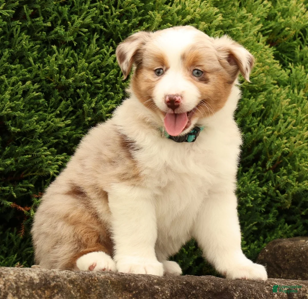 Miniature Australian Shepherd dogs for sale: Fifi - Ad 1