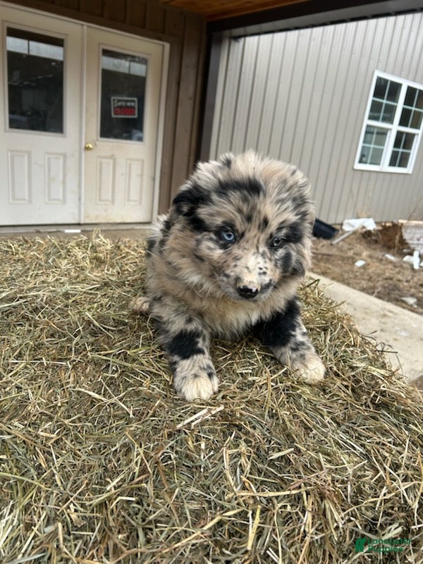 Australian Shepherd dogs Blue - Ad 2