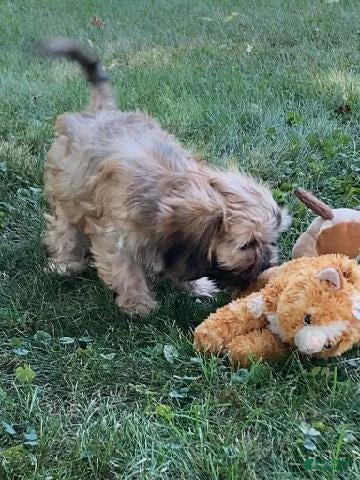 Mixed Breed dogs Nash - Ad 1