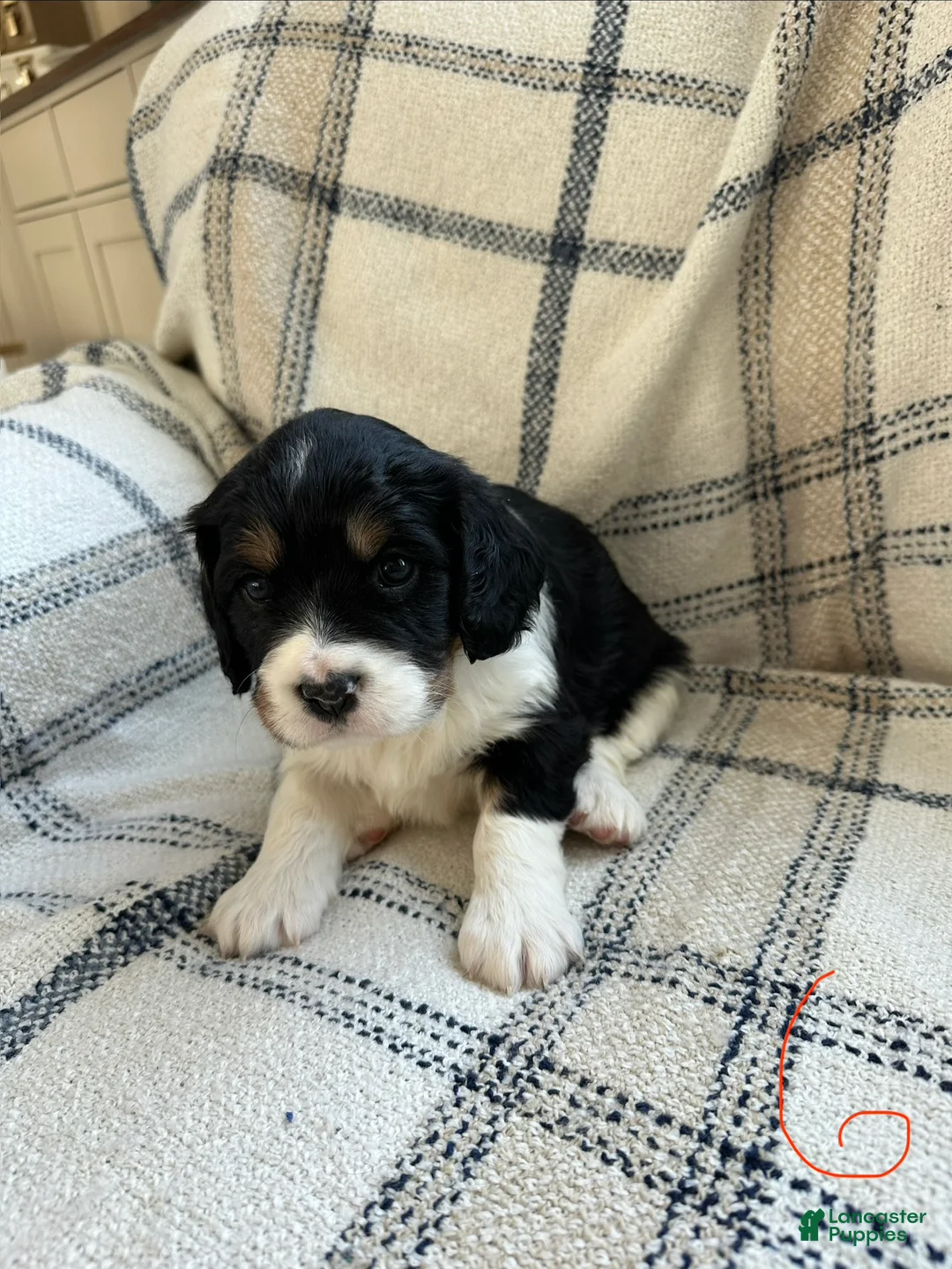 Miniature Bernese Mountain Dog dogs for sale: Miniature Bernese Mountain Dog Puppy 6 - Ad 3