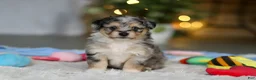 Mixed Breed dogs for sale: Benny - Ad 7