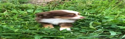 Toy Australian Shepherd dogs for sale: Ace - Ad 3