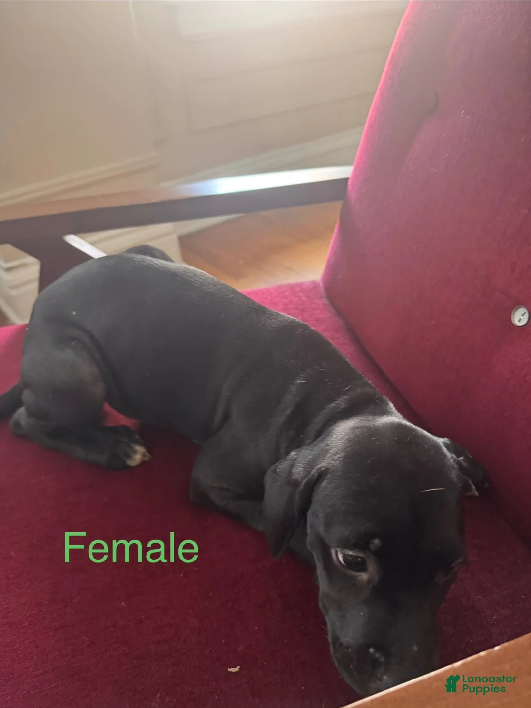 Mixed Breed dogs for sale: Mixed Breed 6 - Ad 1
