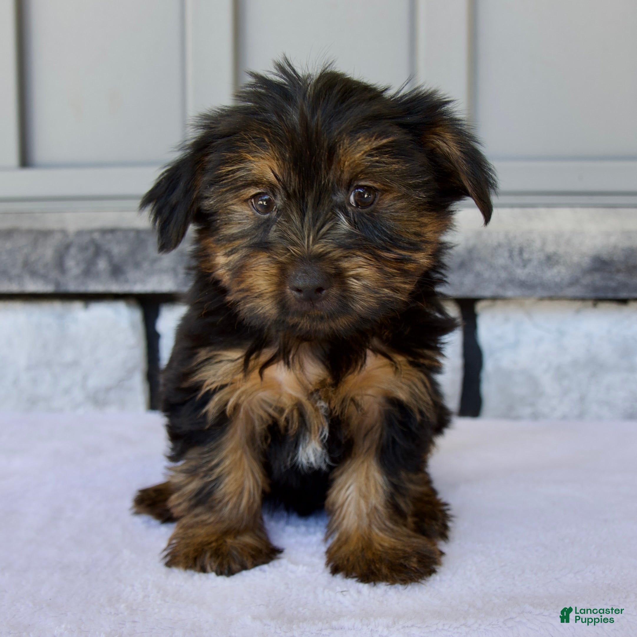 Yorkshire Terrier dogs Dewey - Ad 1