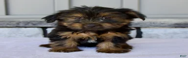 Dewey