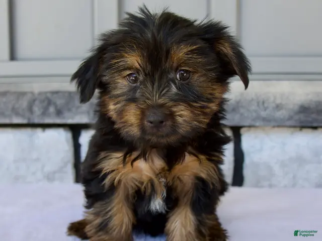Yorkshire Terrier dogs for sale: Dewey - Ad 1