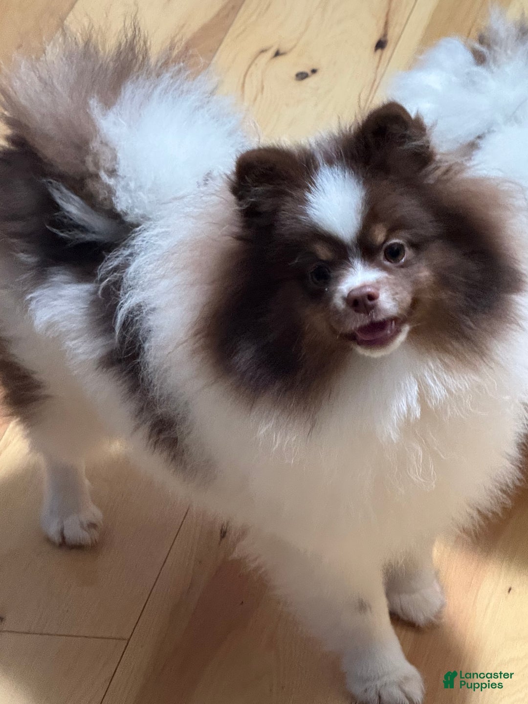 Pomeranian dogs for sale: Pomeranian Puppy 1 - Ad 3