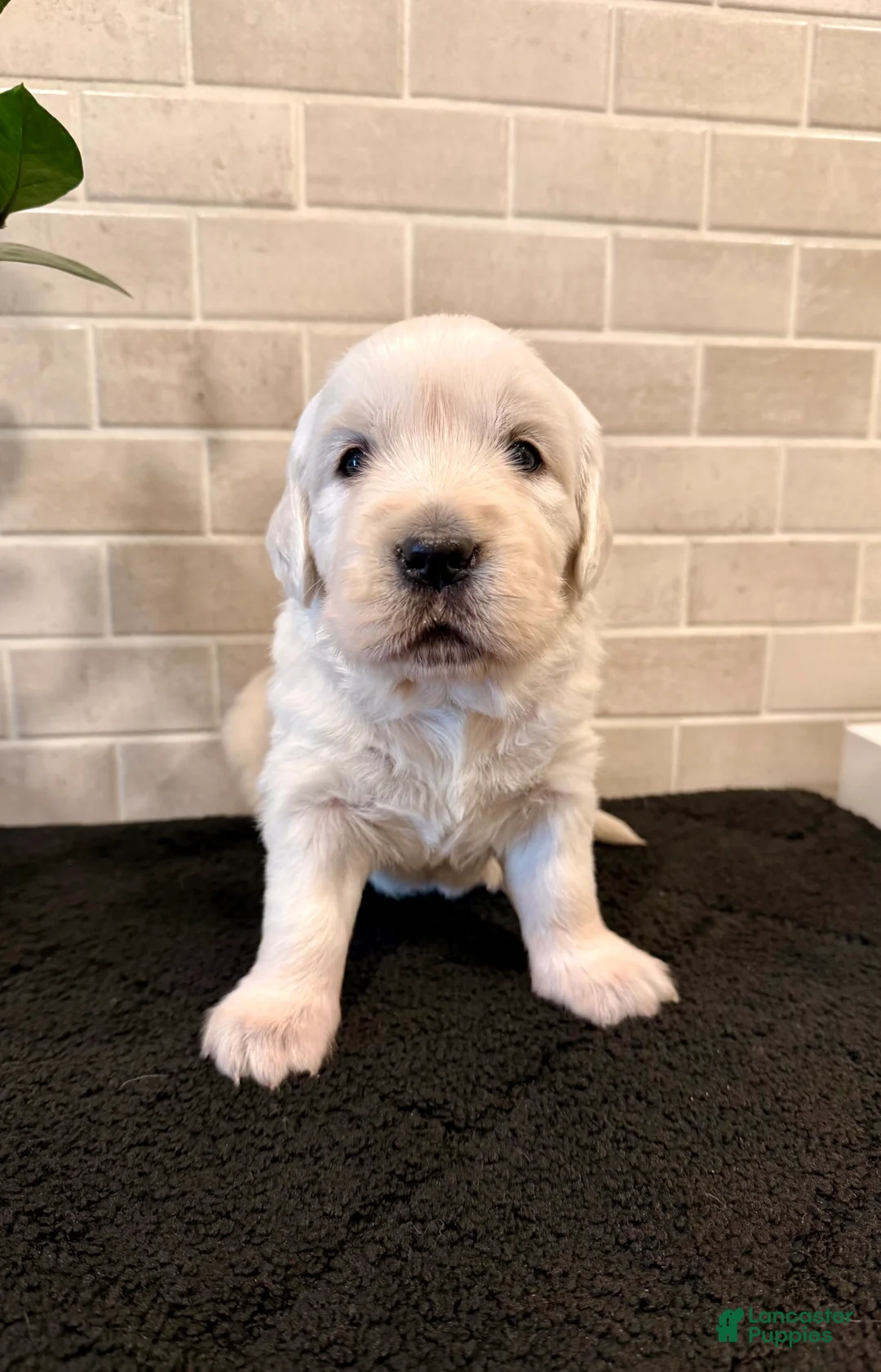 Golden Retriever dogs for sale: Willow  - Ad 1