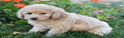 Bichpoo dogs for sale: Carmen - Ad 9
