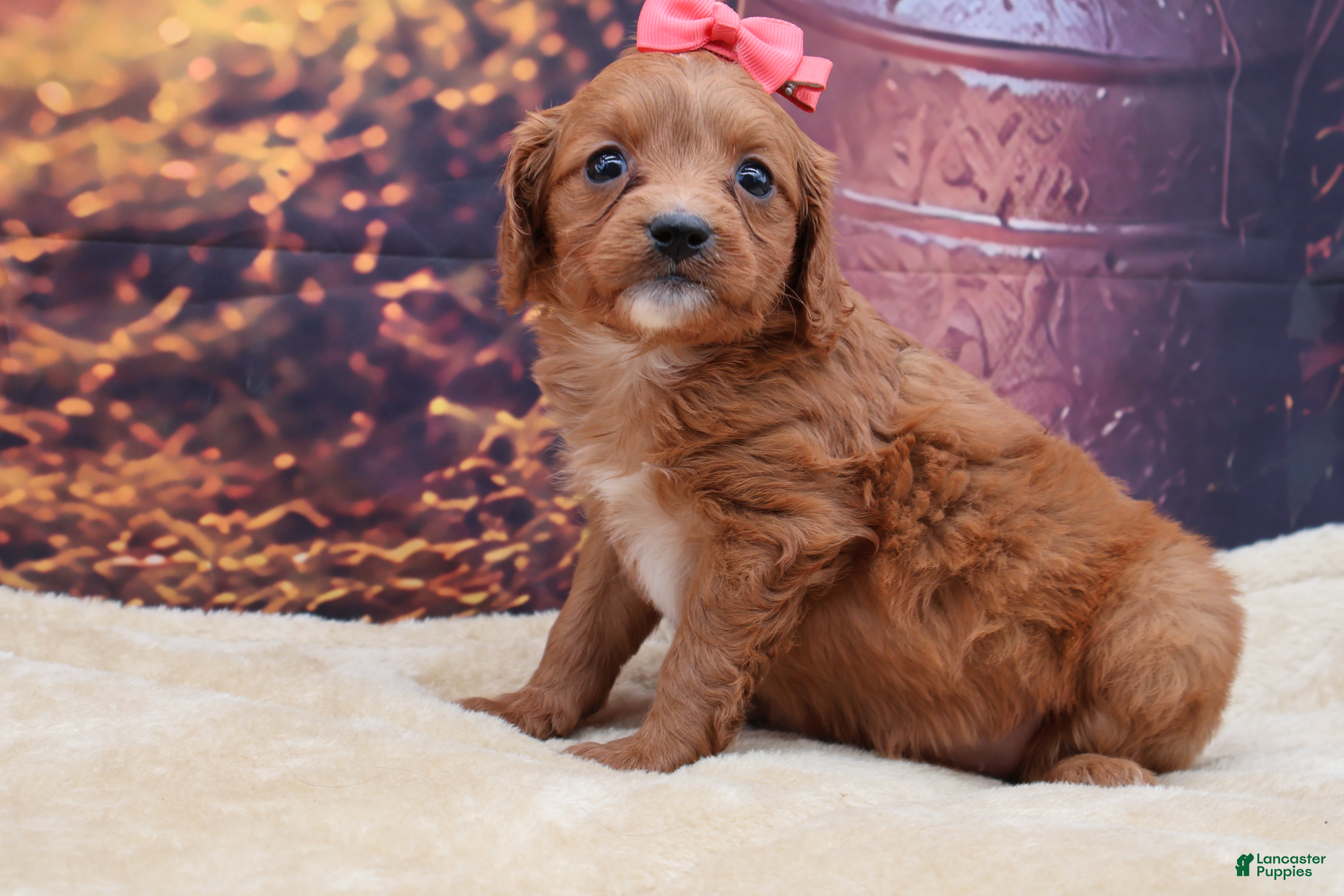 Mixed Breed dogs Ruby - Ad 37