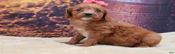Mixed Breed dogs for sale: Ruby - Ad 1