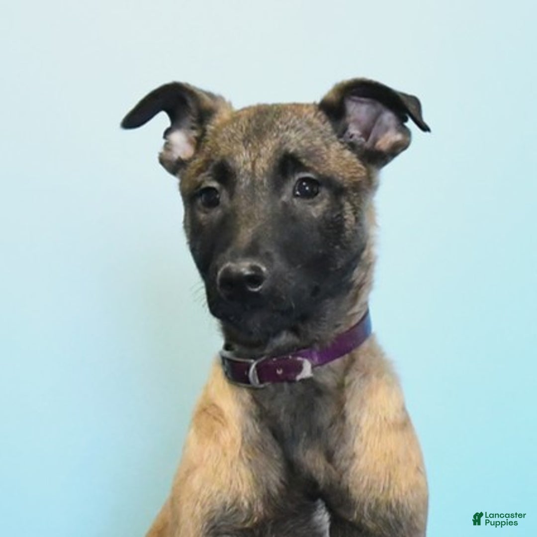 Belgian Malinois dogs for sale: Pearl  - Ad 1