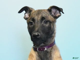 Belgian Malinois dogs Pearl - Ad 3