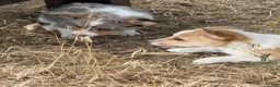 Welsh Corgi Pembroke dogs for sale: Welsh Corgi Pembroke 2 - Ad 32