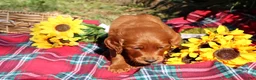 Mixed Breed dogs for sale: Rocky - Irish Goldendoodle  - Ad 7