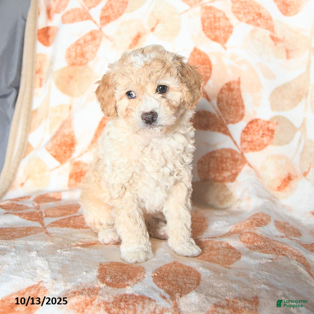 Miniature Poodle dogs for sale: Dallas - Ad 1