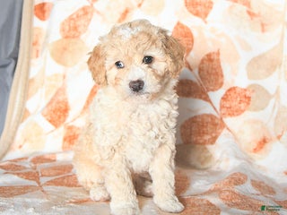 Miniature Poodle dogs Dallas - Ad 23