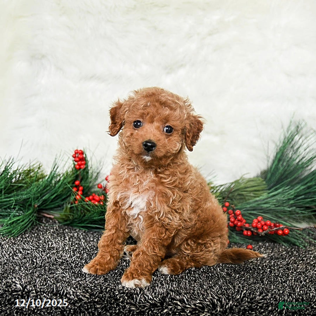Toy Poodle dogs for sale: Jolly - Ad 2