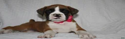 Boxer dogs for sale: Beauty - Ad 4