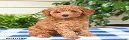 Miniature Poodle dogs for sale: Cindy - Ad 3