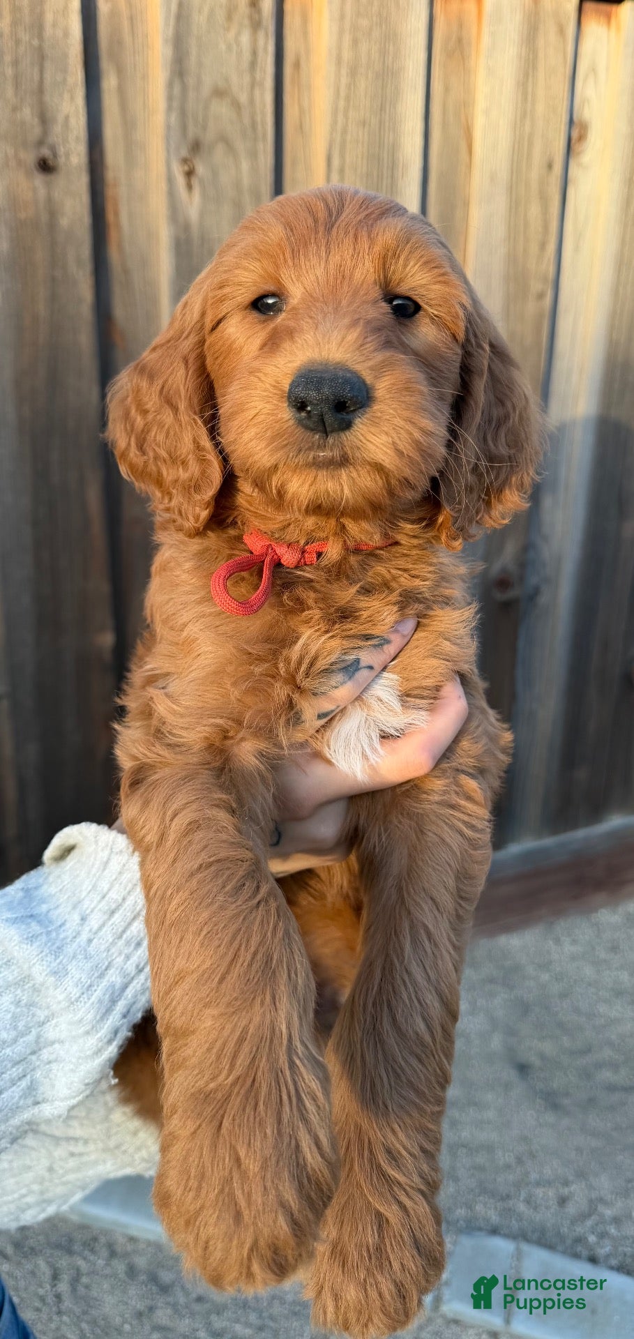 Goldendoodle dogs for sale: Goldendoodle 2 - Ad 1