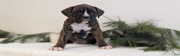 Boxer dogs for sale: Finn - Ad 3