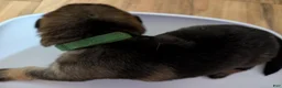 German Shepherd dogs for sale: Elsa - Ad 30