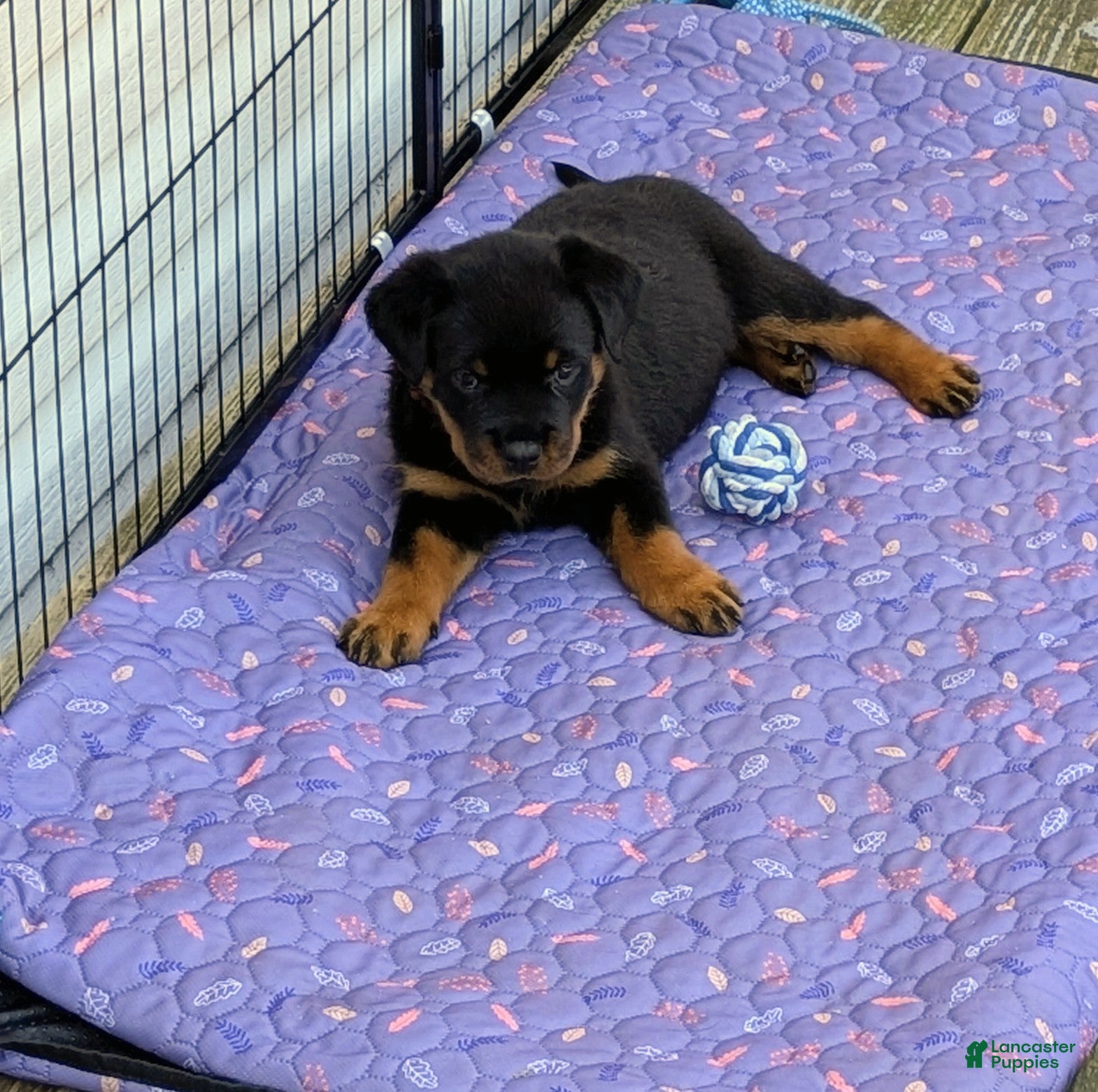 Rottweiler dogs Merlot - Ad 12